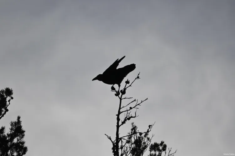 West end raven perches in tree top